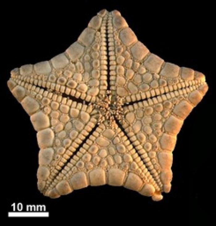 Descubren fósil de estrella de mar de 55 millones de años en el Parque Nacional de Ordesa