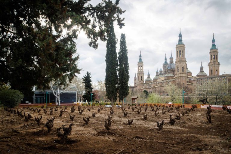 Zaragoza ya tiene su «Jardín de la Garnacha»