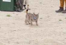 Worbi y Waka, una nueva pareja de linces ibéricos en Zaragoza
