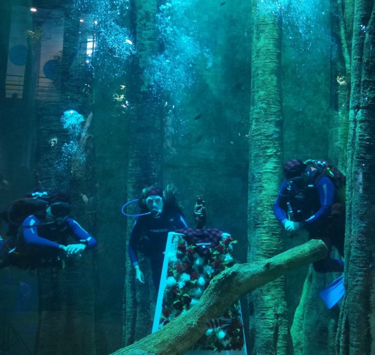 Ofrenda floral subacuática a la Virgen del Pilar en el Acuario de Zaragoza